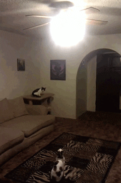 Un chat qui éteint une lampe au plafond